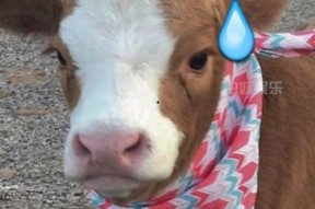 娱乐吃瓜酱鼻塞